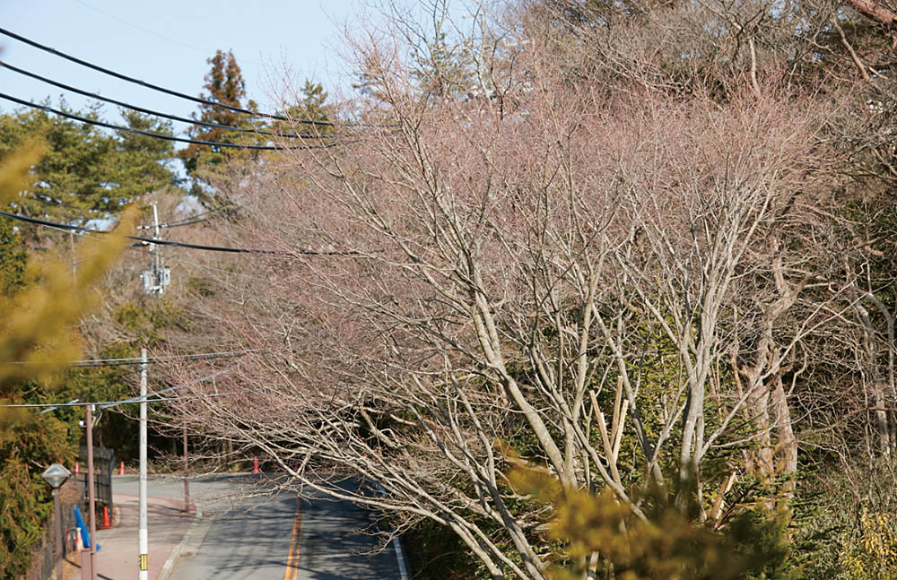 岩の上に立つヤマモミジ